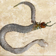 Illustration for article titled This Snakes Last Meal Tried To Eat Its Way Out
